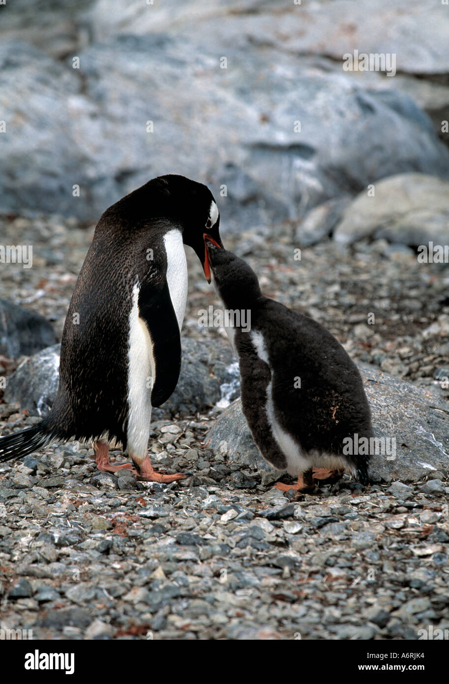 Antarktis, Antartic antarktischen Kontinent, Eis-Kontinent, gefrorenen Kontinent, polar, kalten Kontinent, Stockfoto