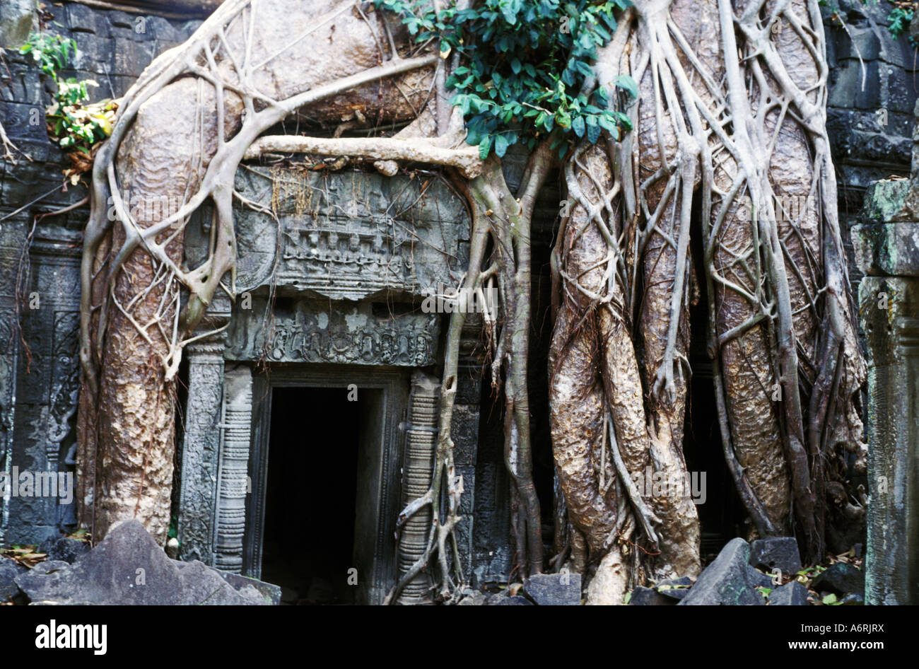 TA Prohm Kloster, Angkor Thom, Kambodscha Stockfoto