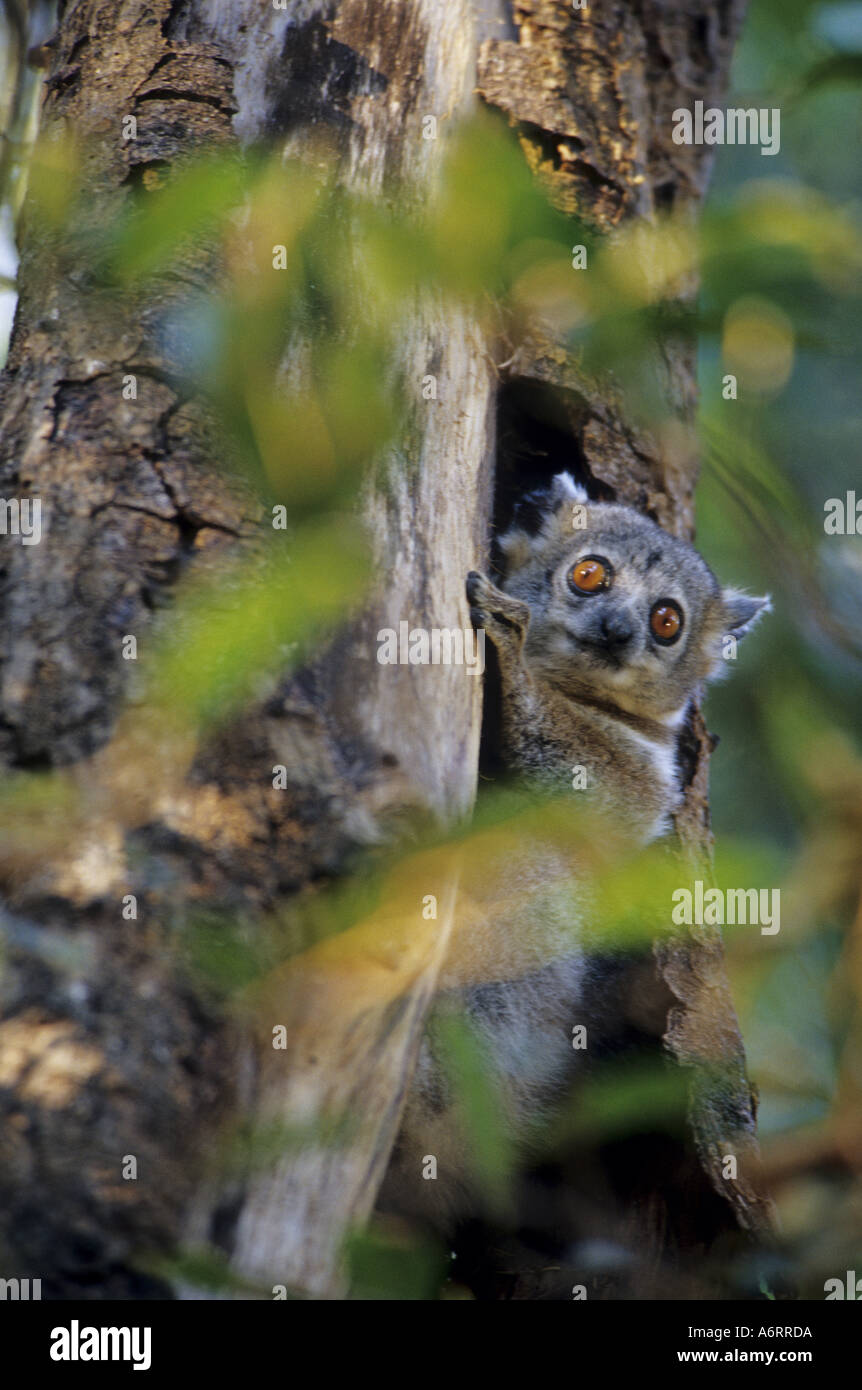 Afrika, Madagaskar, Reserve von Berenty. Lepilemur Leucopus, bedrohte Arten auf der roten Liste. Stockfoto