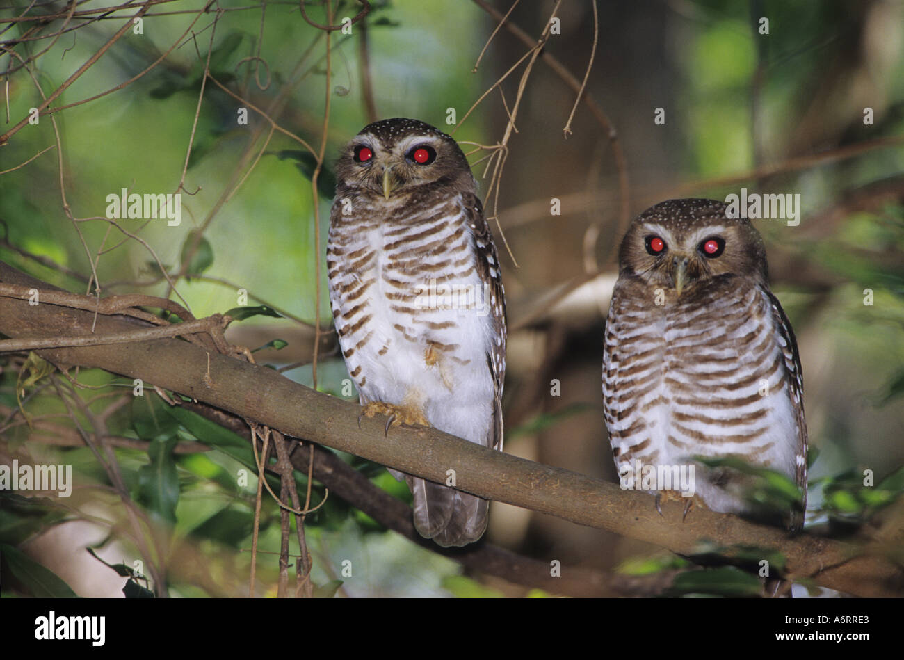 Afrika, Madagaskar, Reserve von Berenty. Ein paar weiße browed Eulen