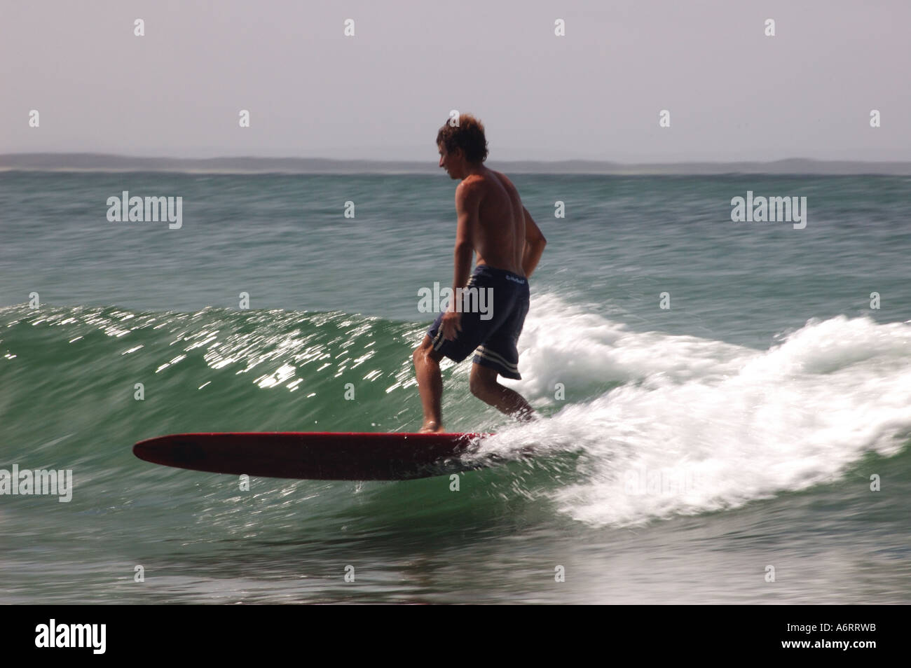 klassische Noosa Longboard-surfer Stockfoto