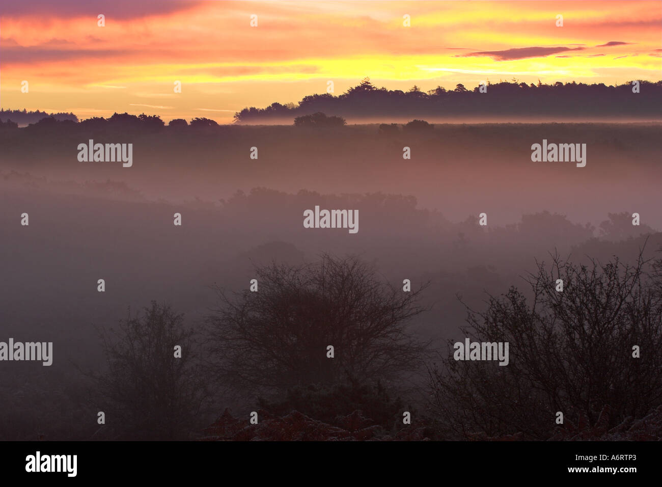 Starker Nebel hängt im Tal im New Forest in der Morgendämmerung.  Die goldenen Farben von einem bevorstehenden Sonnenaufgang brennen overhead Stockfoto