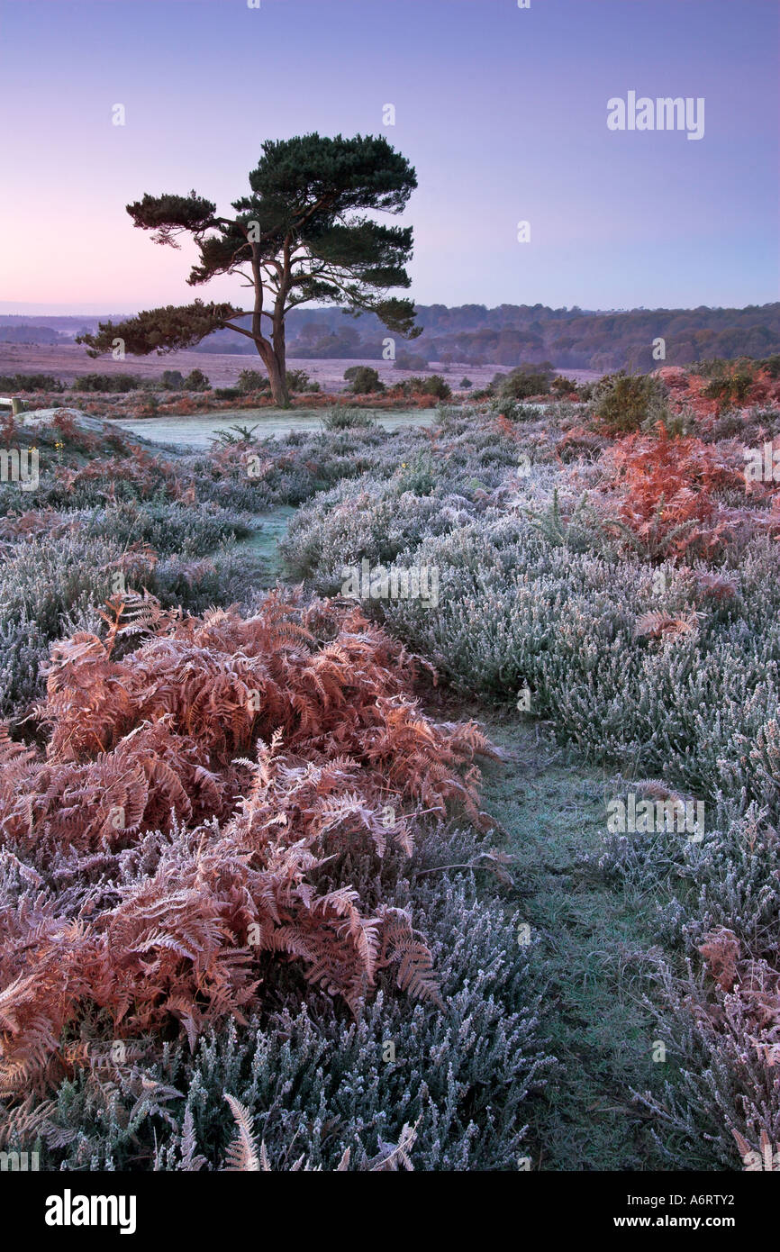 Morgendämmerung auf einem kalten und frostigen Morgen im New Forest National Park in Hampshire Stockfoto