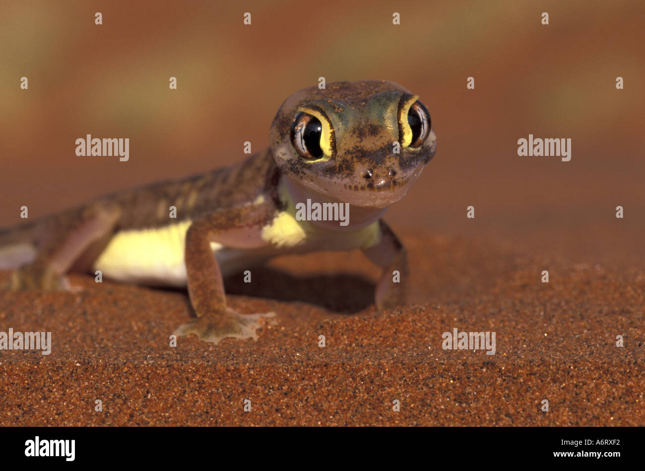 Afrika, Namibia, Namib-Nationalpark. Footed Gecko (Palmatogecko Rangei) Stockfoto