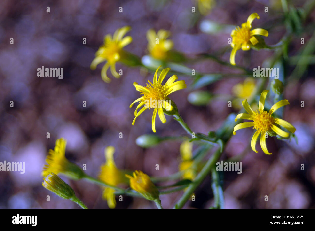 Wilde Blume Stockfoto