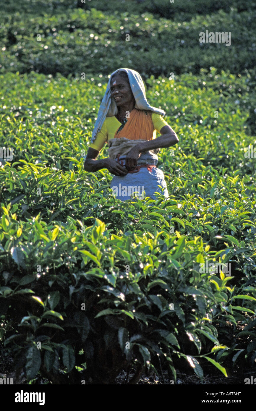 Tee-Picker, Kerala, Indien. Stockfoto