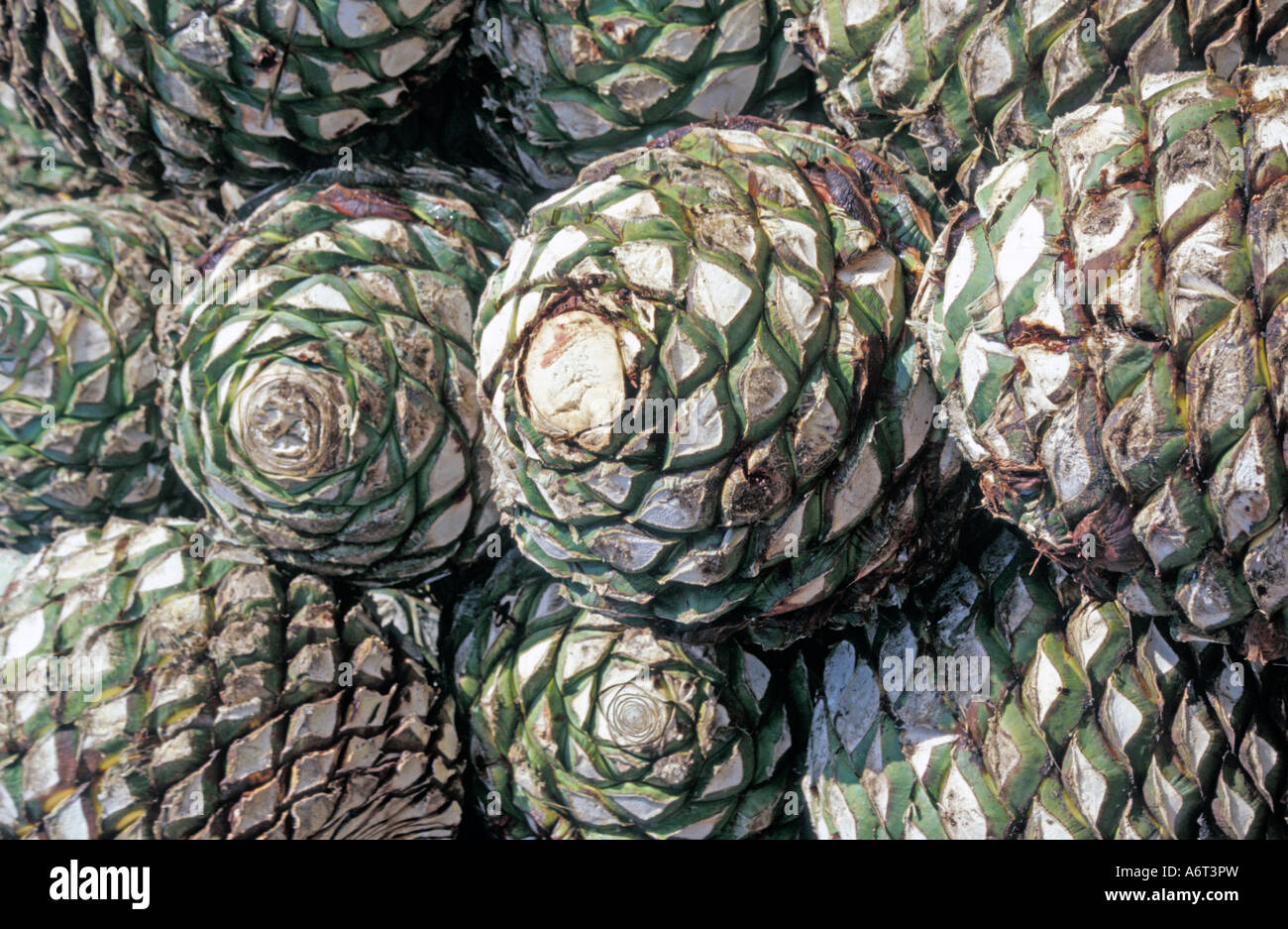 Ernte der Agave Azul Kaktus für die Herstellung von Tequila in der Stadt Tequila, Bundesstaat Jalisco Mexico Stockfoto