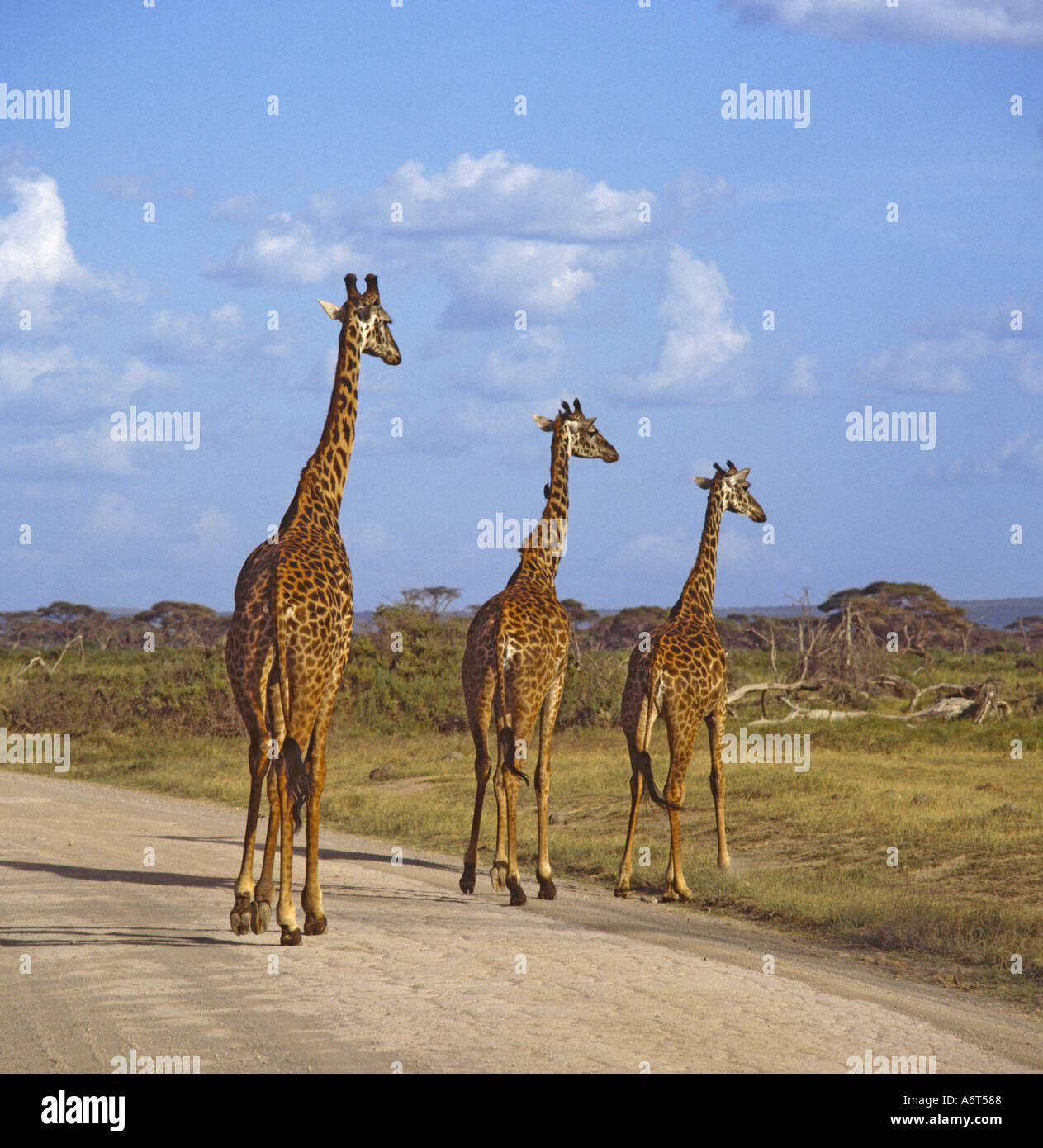 Drei Giraffen in Zeile zu Fuß über einen Feldweg in den afrikanischen Busch im Amboseli-Nationalpark Kenia Stockfoto