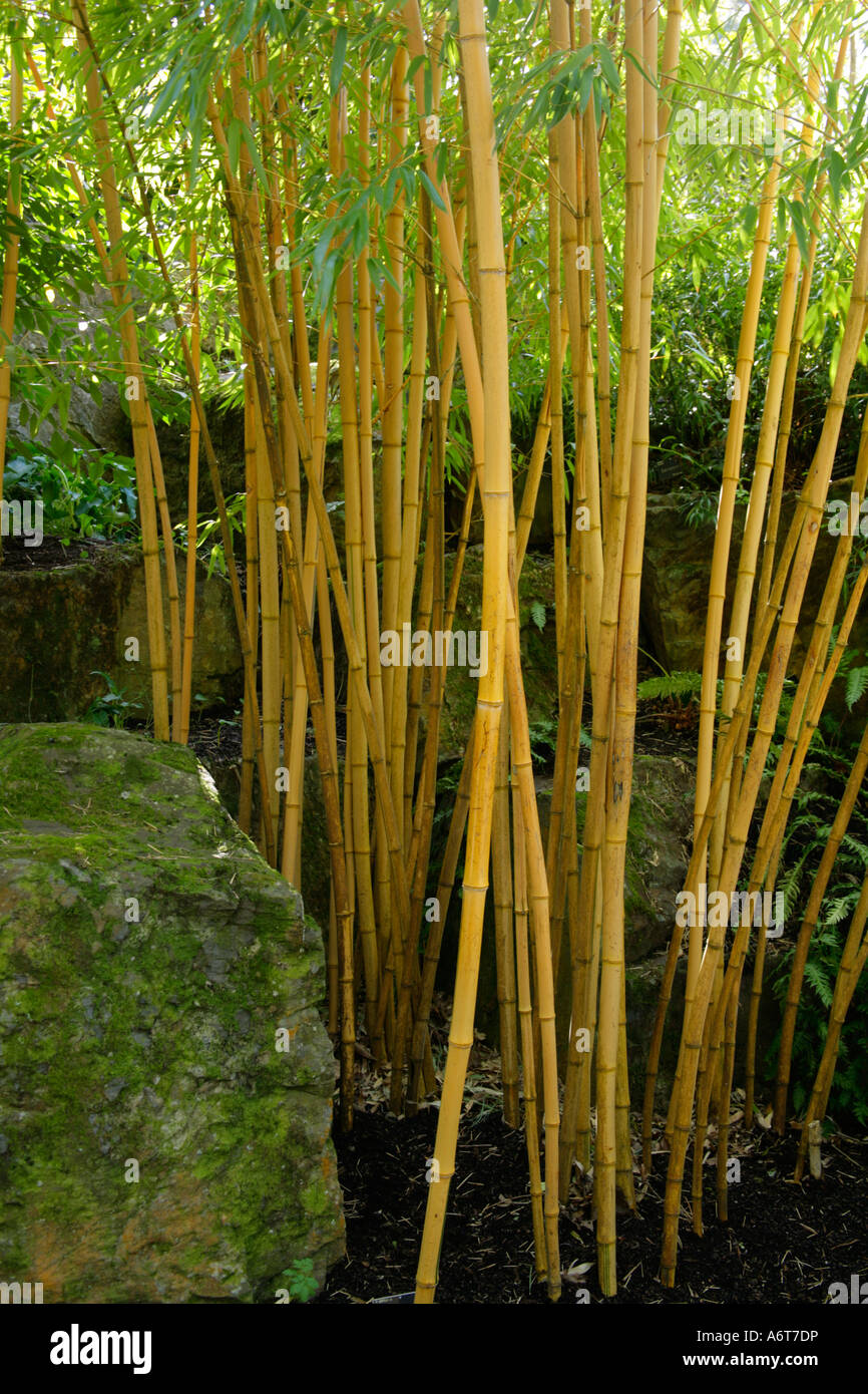 phyllostachys vivax aureocaulis, goldener Bambus, gelber Stamm Bambus,  chinesischer Holz Bambus, Bambus, Struktur, strukturelle Pflanze, Pflanzen,  RM Floral Stockfotografie - Alamy