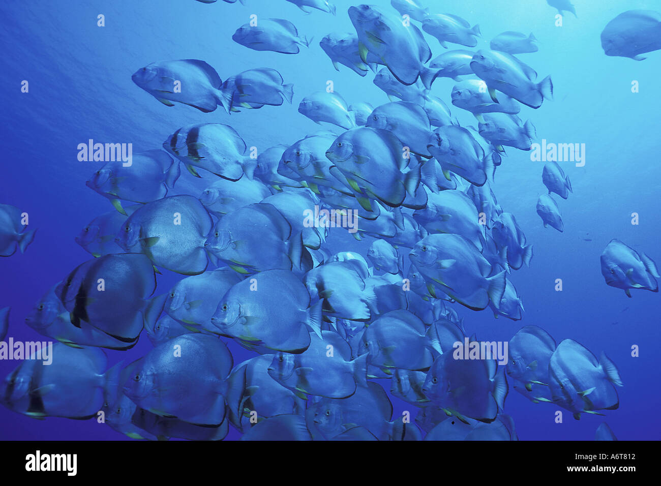 Schulzeit Fledermausfischen KS UW 0009 Rotes Meer Ägypten Platax Orbicularis Kelly Spranger visuelle geschrieben Underwater Marine Life B Stockfoto