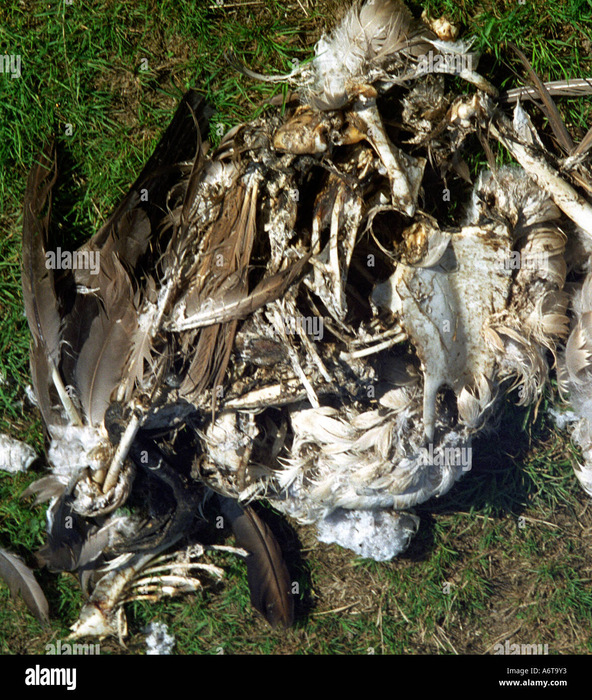 Überreste eines Schwans gegessen durch Predato 2005 Stockfoto