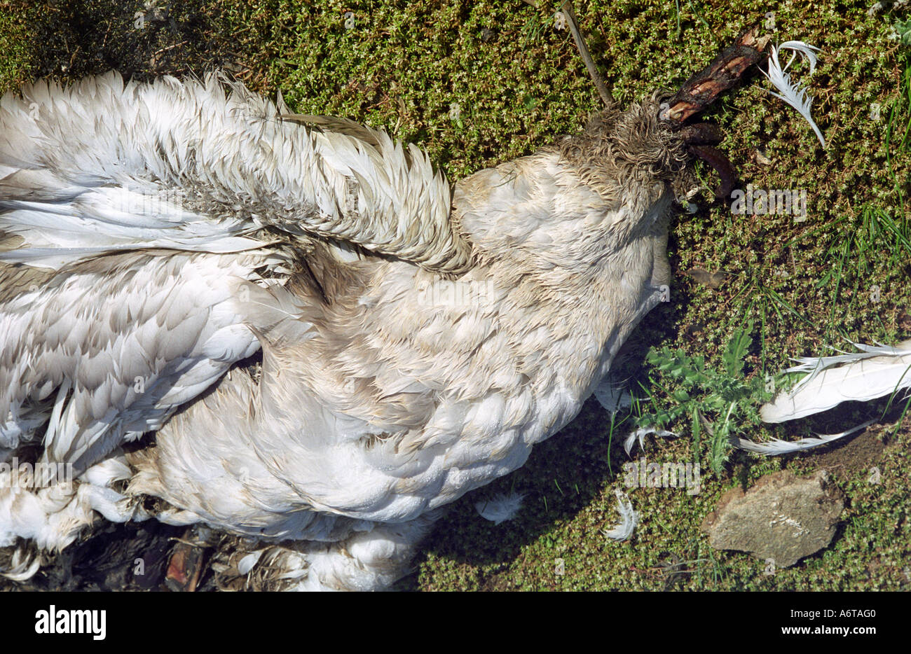Überreste des jungen Höckerschwan halb gegessen von Predator wahrscheinlich ein Fuchs England 2005 Stockfoto