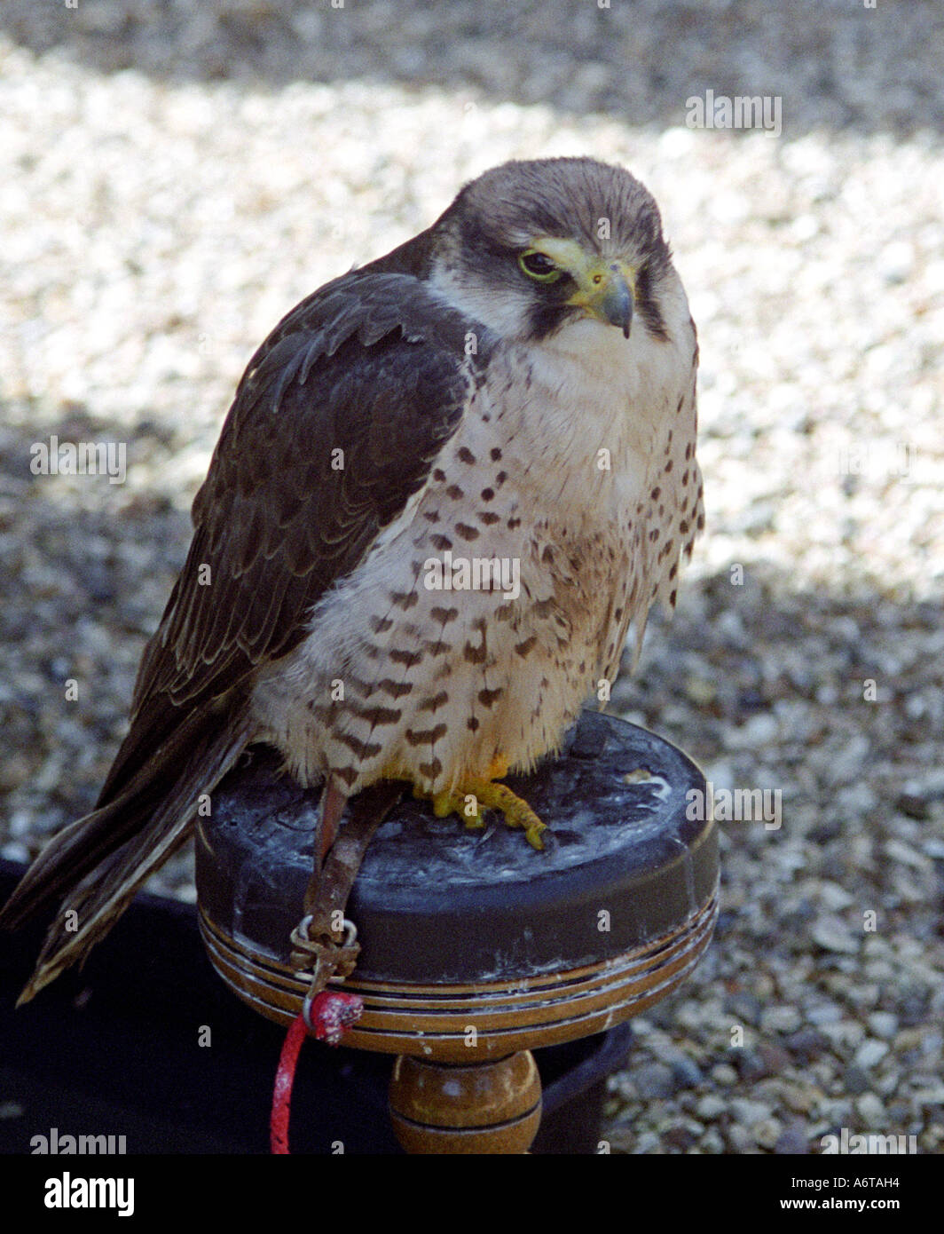 Bussard stehend auf seinem Ast im Tierheim Stockfoto