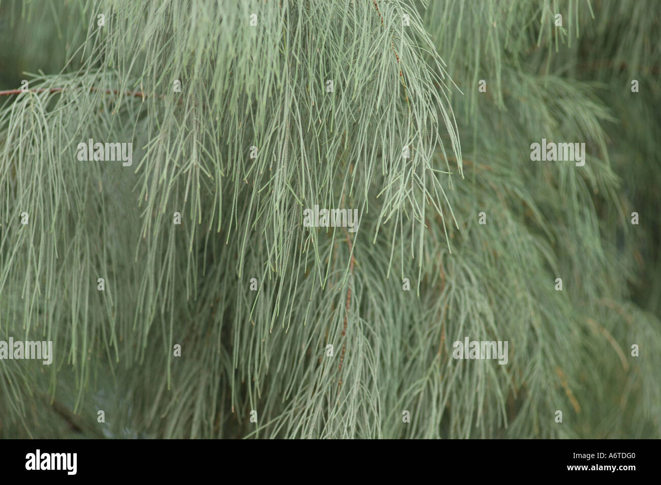 Casuarina Cristata Familie Casuarinaceae sie Eiche Sheoak-Queensland-Australien Stockfoto