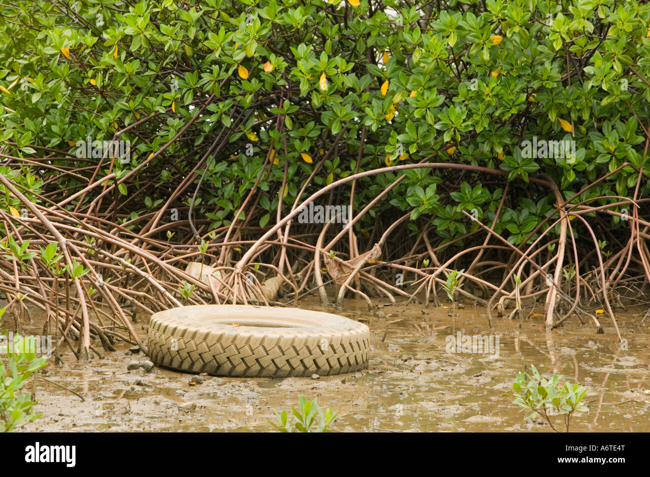 einen alten Reifen im Mangrovensumpf auf Fidschi Stockfoto