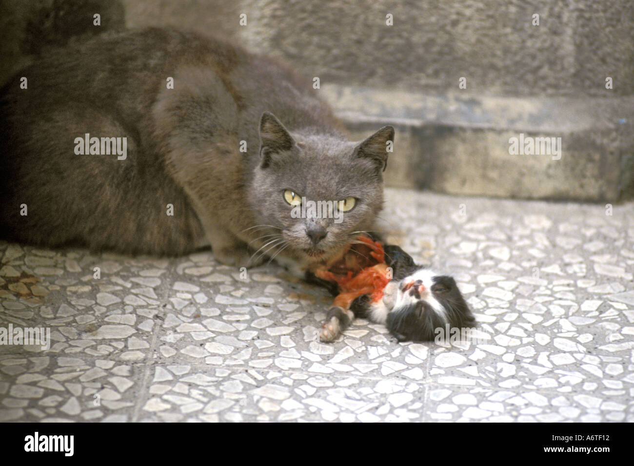 die Katze tötet eigenes baby Stockfoto