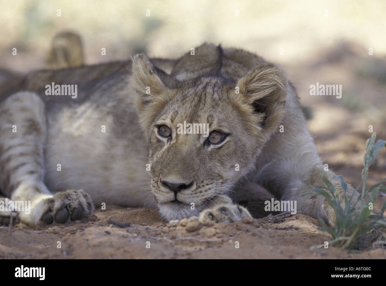 Afrika, Süd-Afrika Kalahari Gemsbok NP Lion Cub (Pathera Leo) Pausen im Schatten Stockfoto