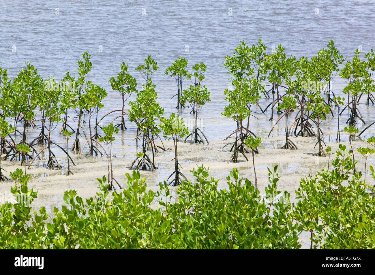 Mangrovensumpf auf der Küste von Fidschi Stockfoto