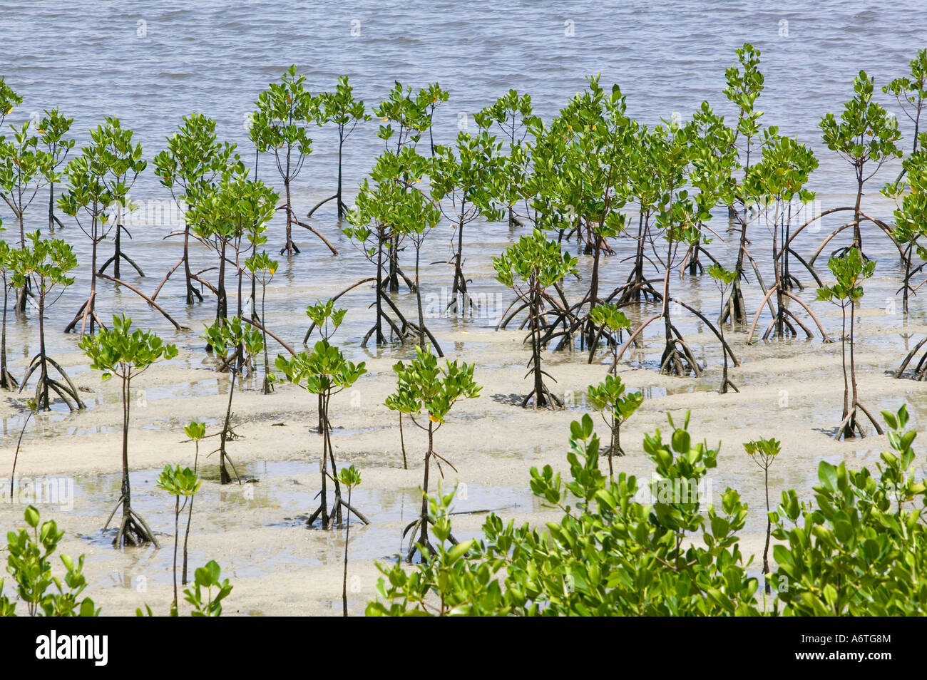 Mangrovensumpf auf der Küste von Fidschi Stockfoto