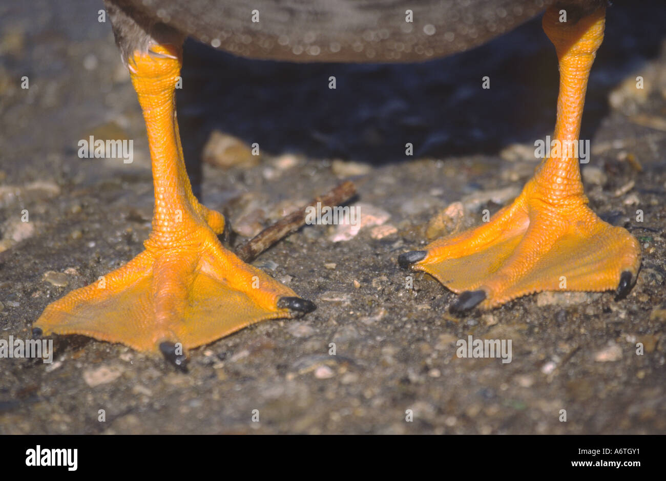 Schwimmfüße Ente Stockfoto