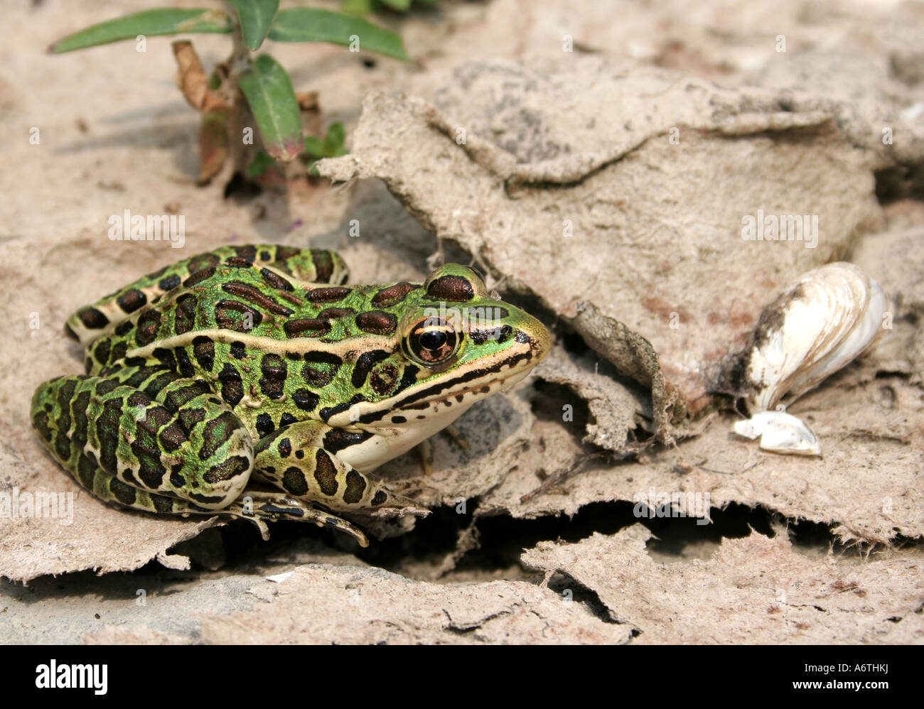 Leopard Frog - Rana pipiens Stockfoto