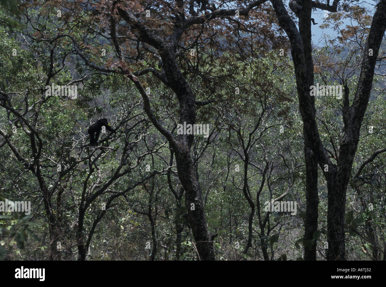 Afrika, Ostafrika, Tansania, Gombe-Nationalpark, Schimpansen männlich, Konrad von Brachystegia Bäumen Stockfoto