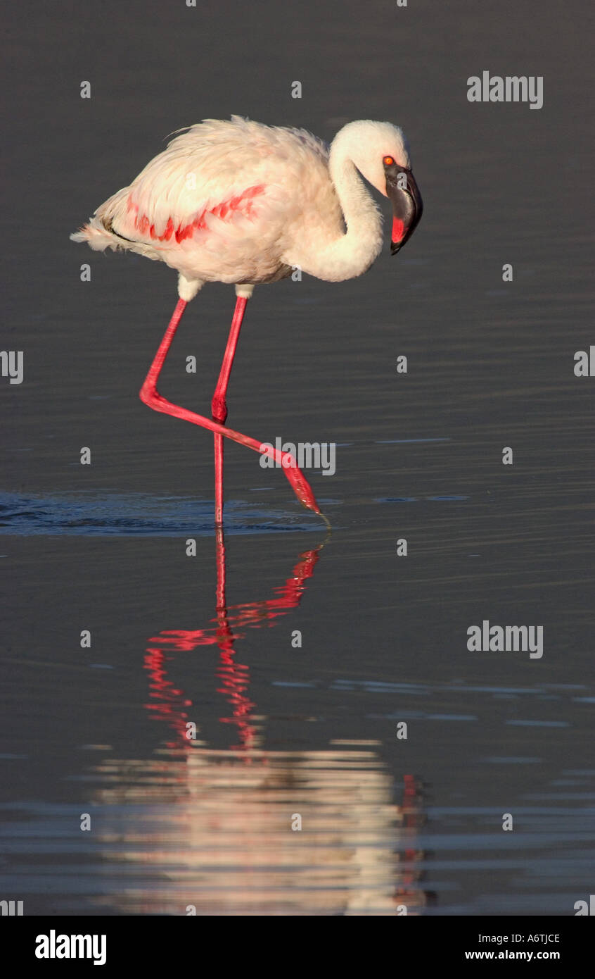 Lesser Flamingo A, Ost-Afrika, Tansania, Ngorongoro-Krater Stockfoto