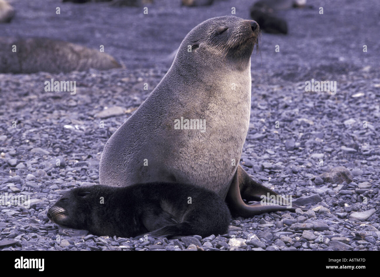 Antarktis, South Island. Antarktische Seebär (Arctocephalus