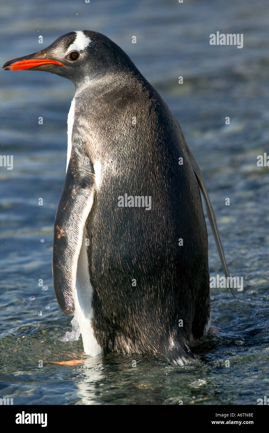 Gentoo Penguin Pygoscelis Papua - Neko Harbor Antarktis Peninsula ...