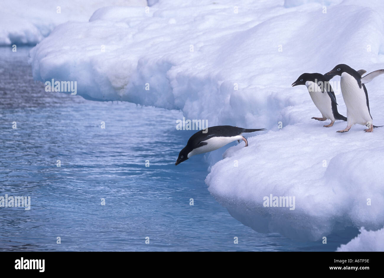 Antarktis, Paulet Insel. Adelie-Pinguine tauchen aus einem Eisberg. Die