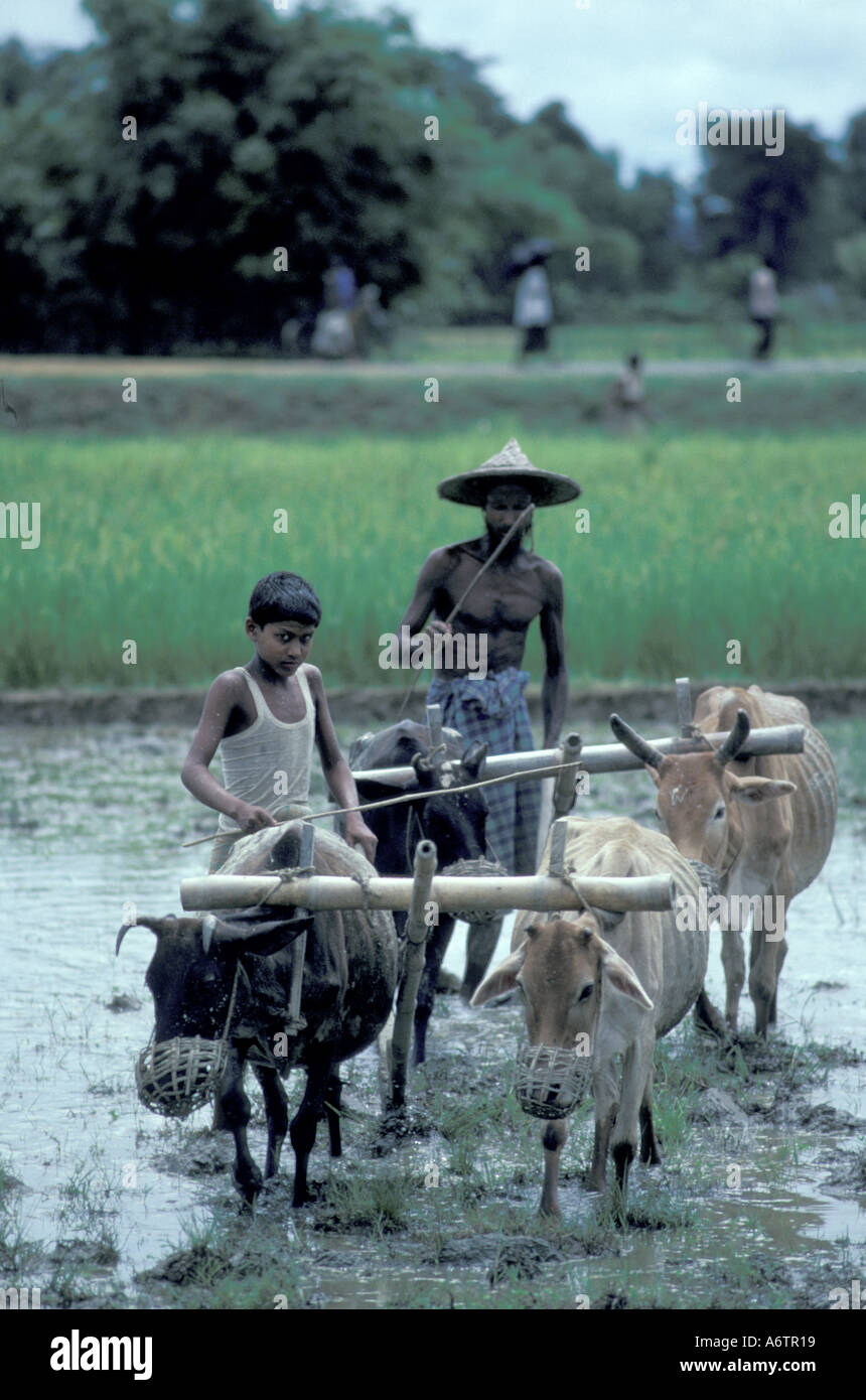 Asien, Bangladesch, Kamalganj A Vater und Sohn Pflug Reisfelder zusammen Stockfoto