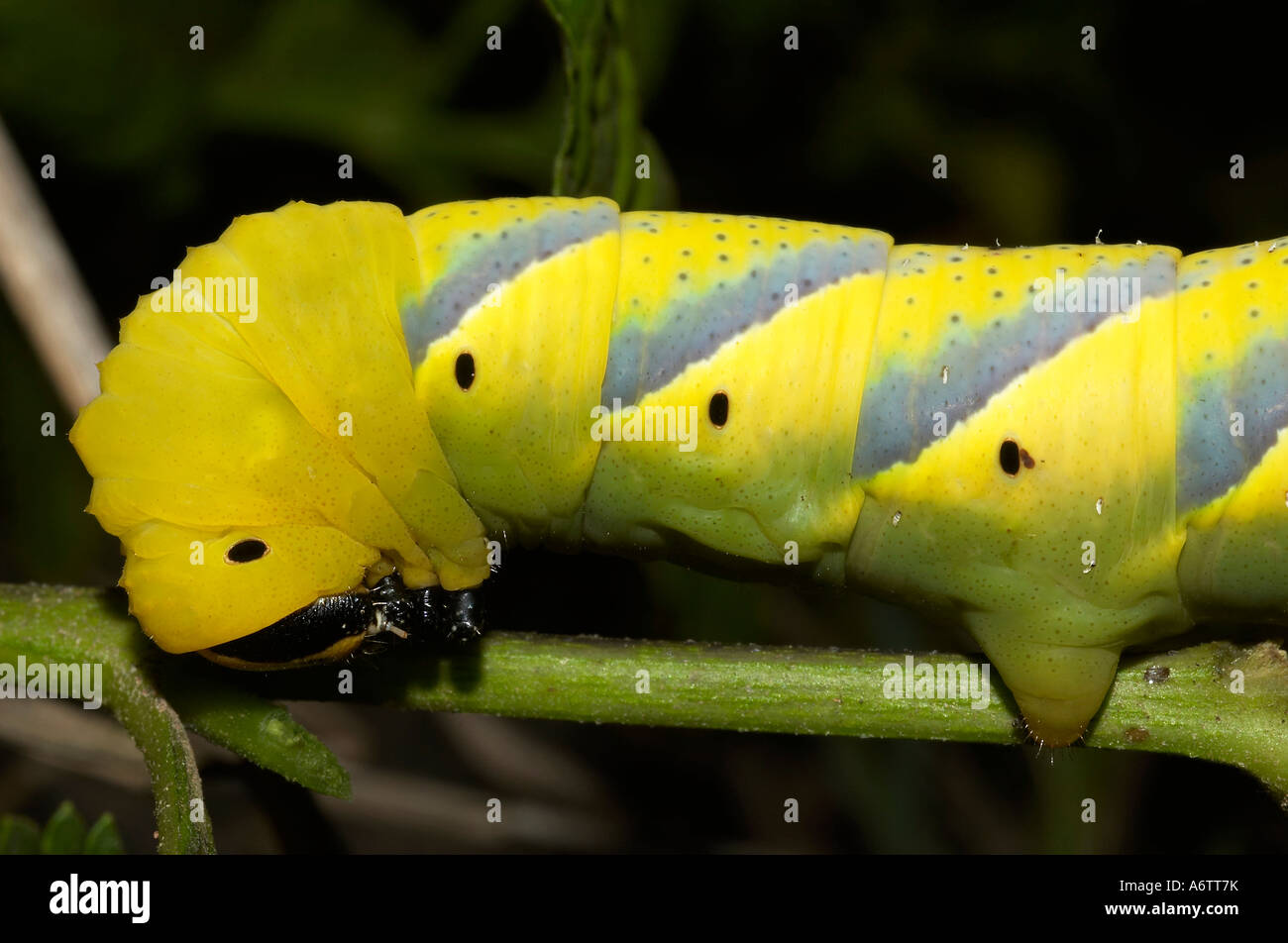 Gelber Schmetterling Raupe schließen sich der Kopf & VORSCHIFF. Lokalität: Kodagu (Coorg) Karnataka, Indien Stockfoto