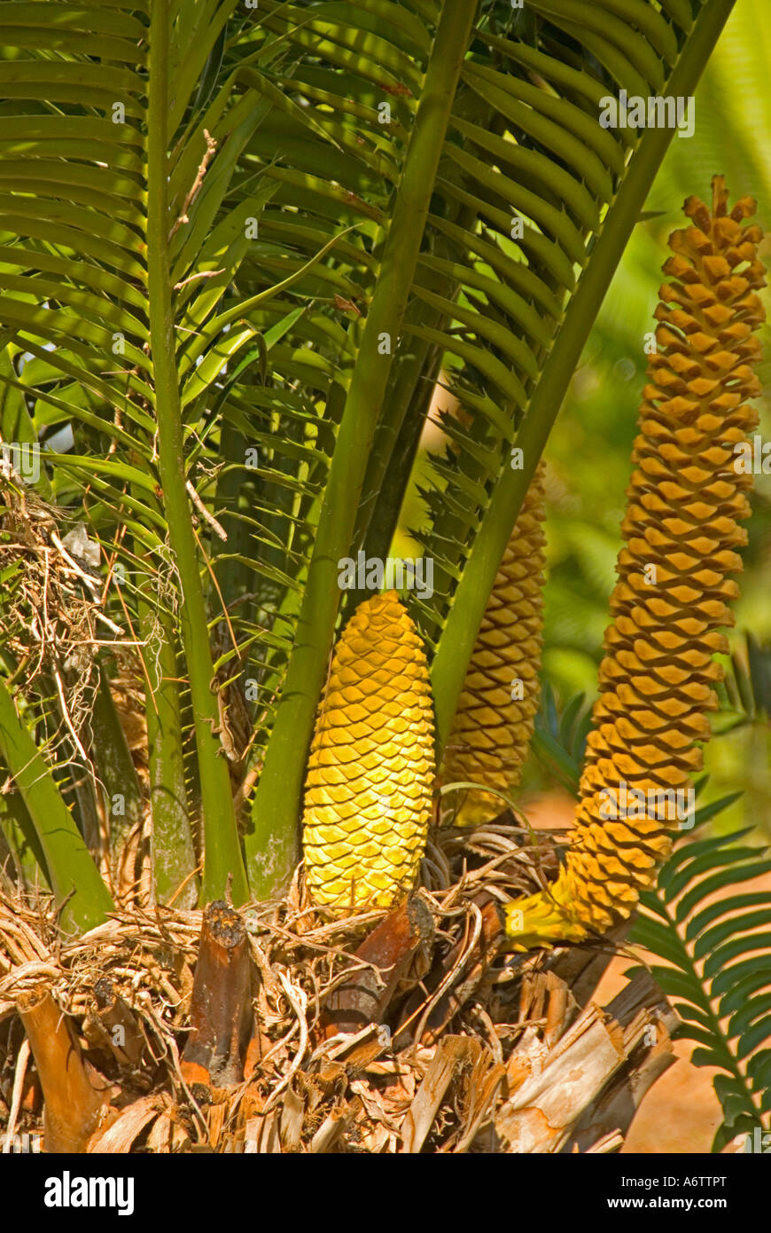 Botanischer Garten Palm TreeThomas Edison Winter Estate Haus Fort Myers Florida Stockfoto