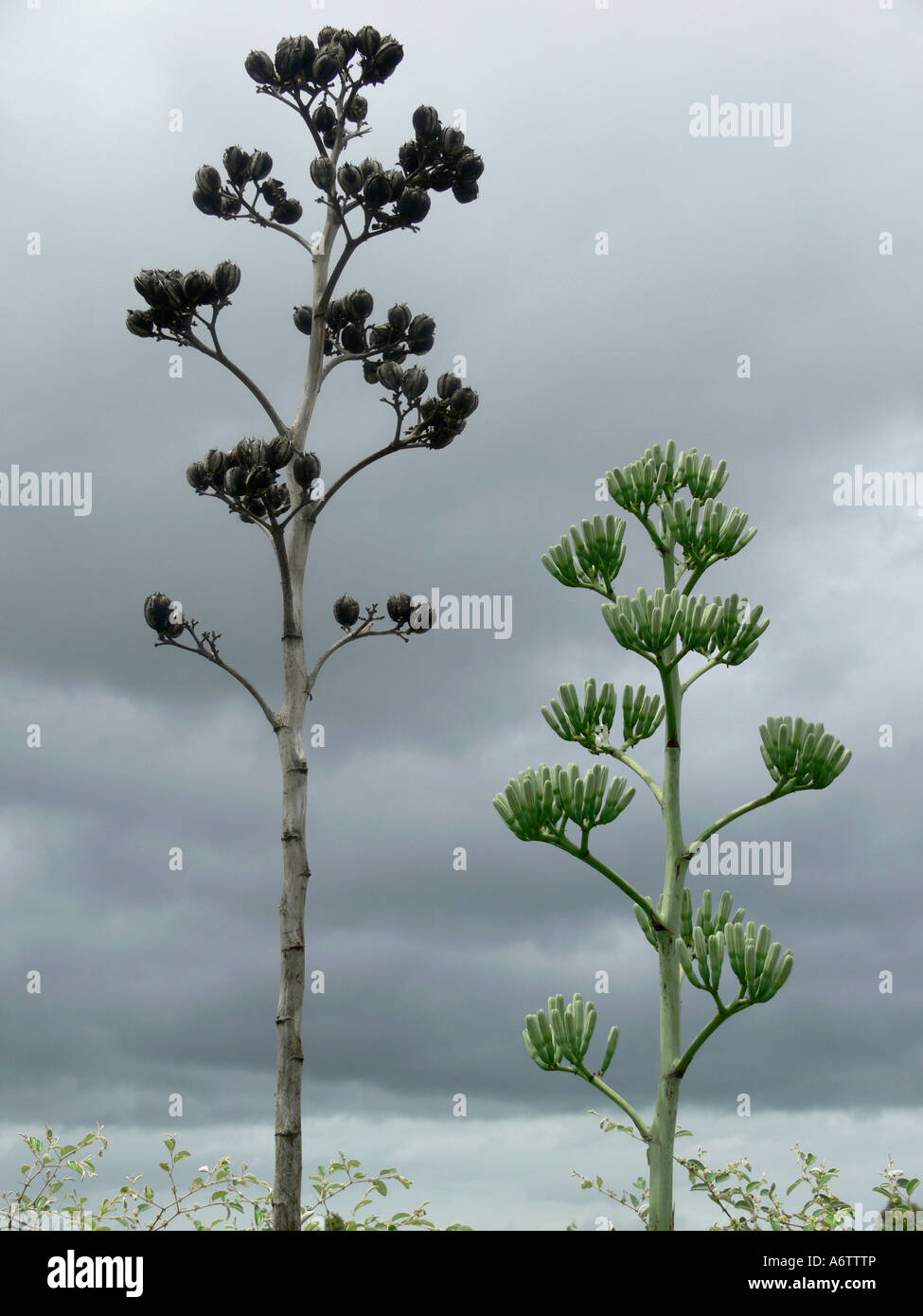 Agave tree -Fotos und -Bildmaterial in hoher Auflsung  Alamy