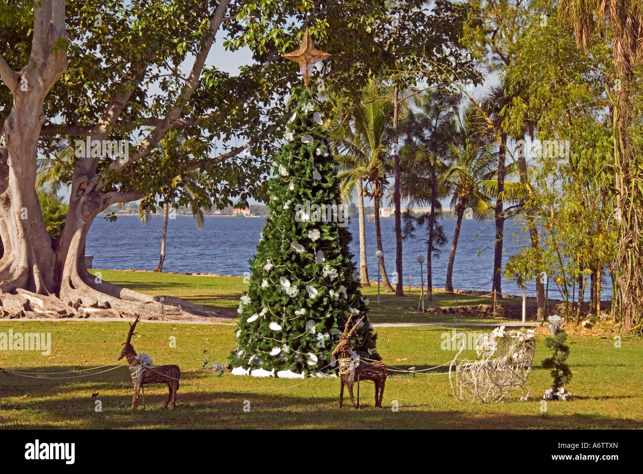 Thomas Edison Winter home Immobilien Weihnachten Baum Fort Myers Florida fl Touristenattraktion Stockfoto