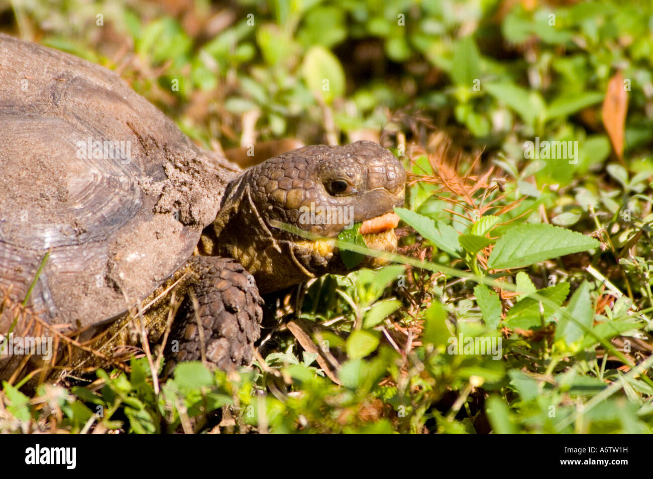 Gopher-Schildkröte füttern offenem Mund fl Natur Tierwelt Florida Vogelbeobachtung Stockfoto