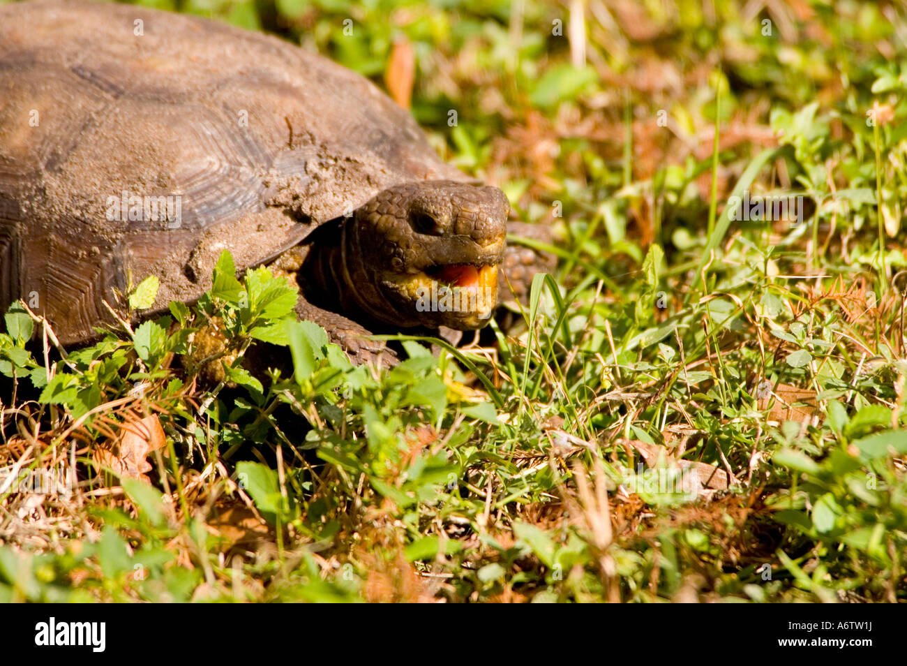 Gopher-Schildkröte füttern offenem Mund fl Natur Tierwelt Florida Vogelbeobachtung Stockfoto