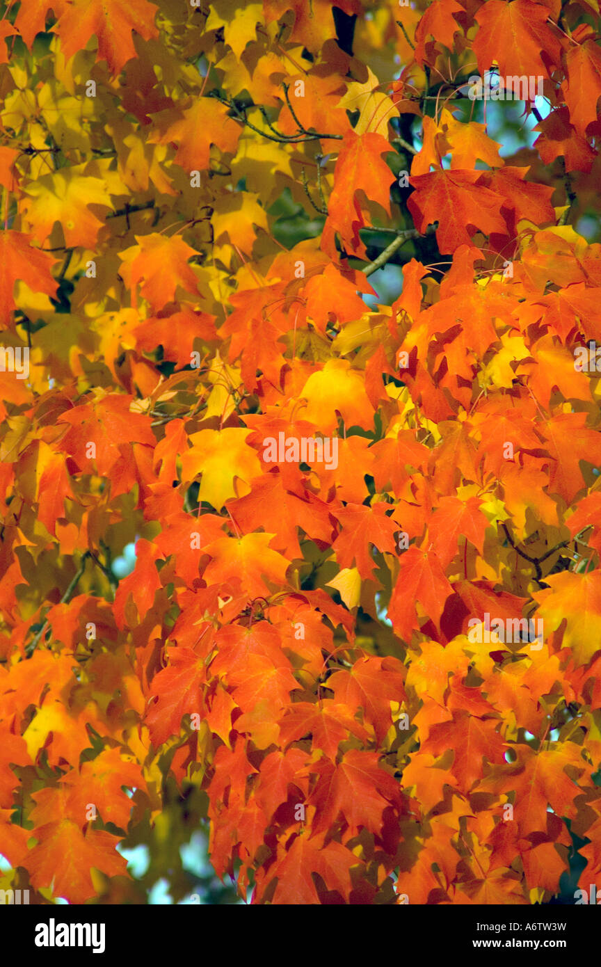 Herbst Farben leuchtend Orange gelbe Blätter Stockfoto