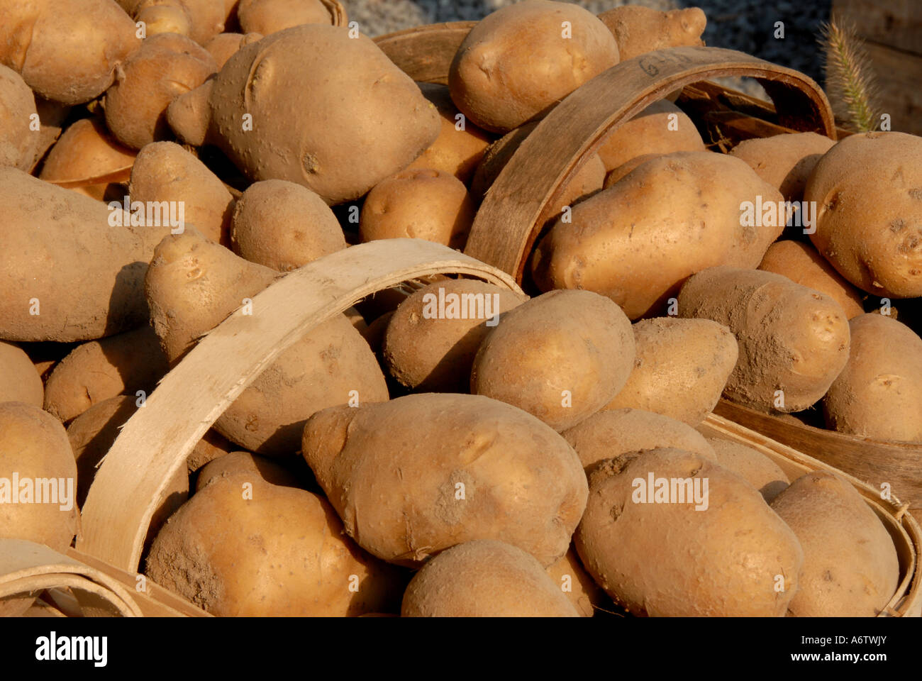 Pflanzliche Produkte Markt weiße Kartoffeln Stockfoto