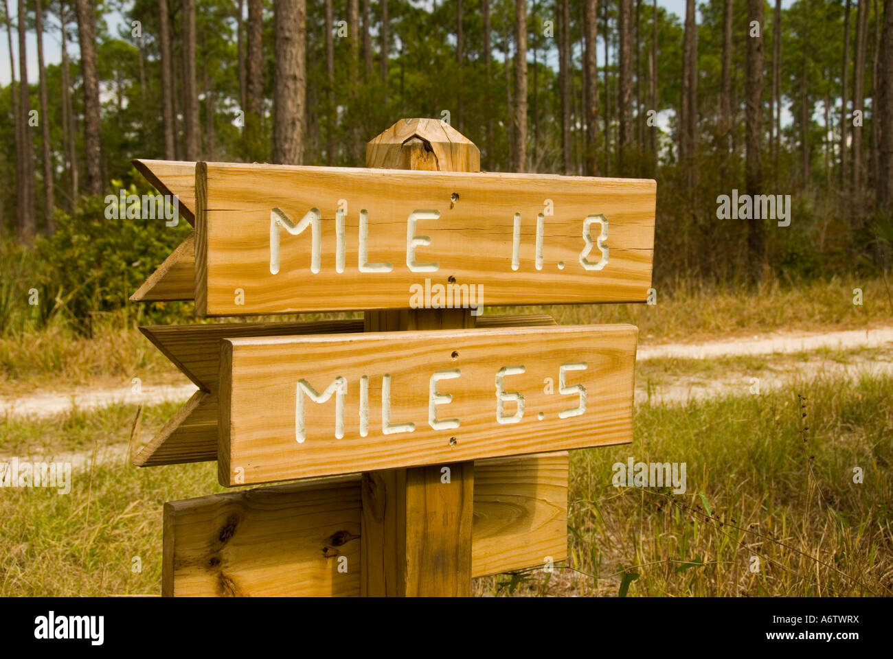 St. Marks National Wildlife Refuge Florida Stoney Bayou Trail Stockfoto