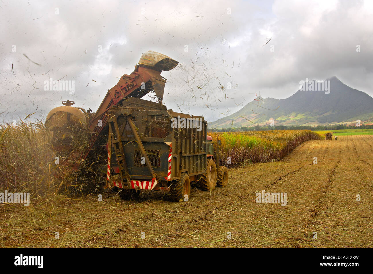 Mechanisierten Schnitt fo Zuckerrohr, Mauritius Stockfoto
