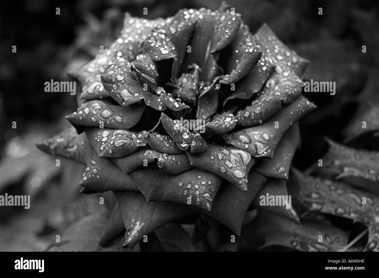 Tau auf Rose Stockfoto