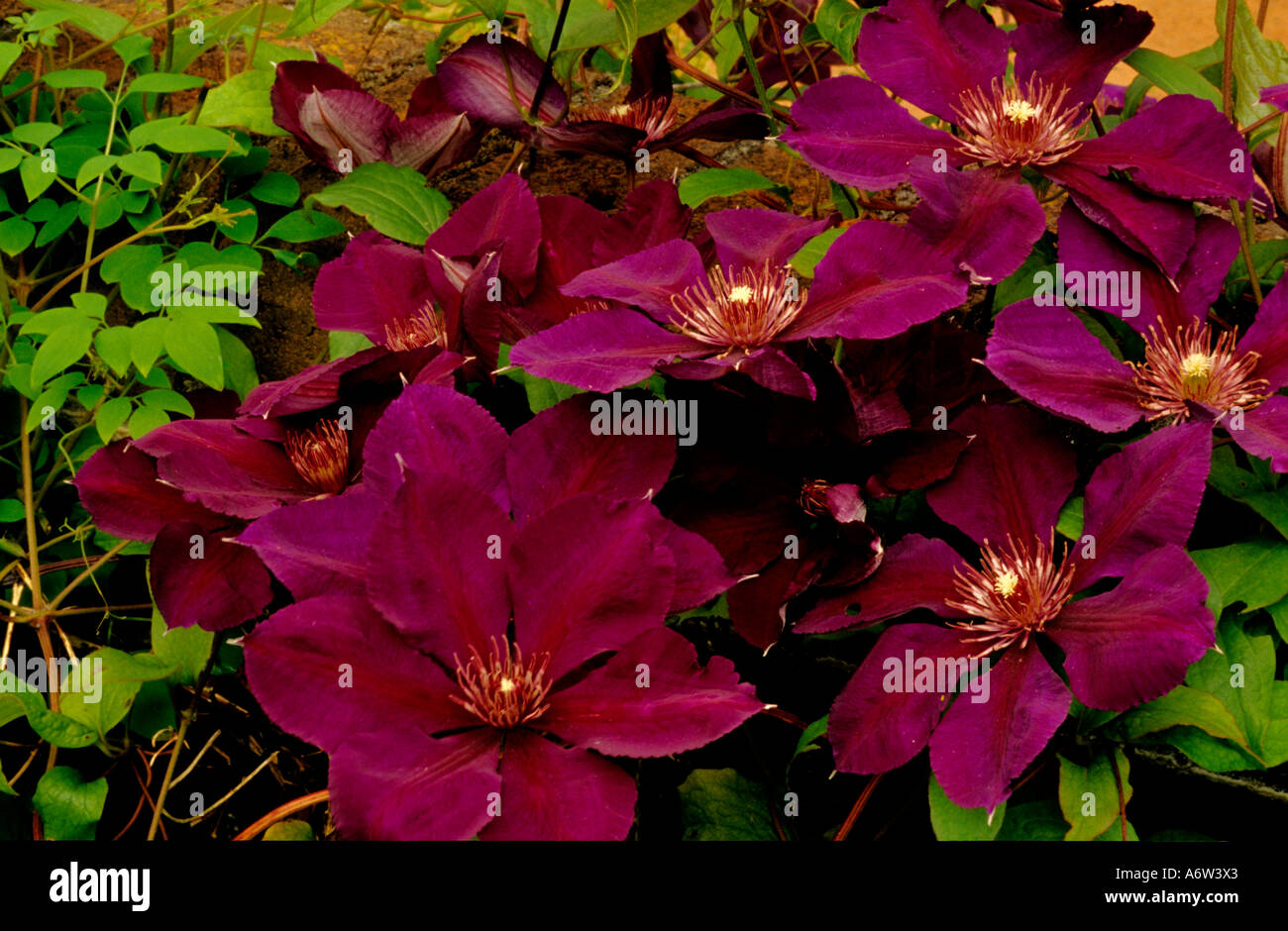 CLEMATIS "GIPSY QUEEN" Stockfoto