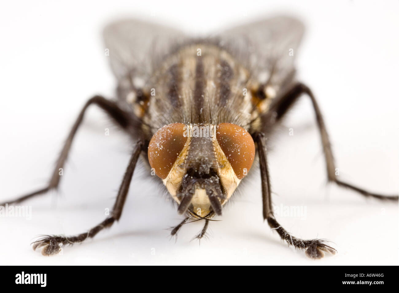 Fleisch-Fly Sarcophaga canaria Stockfoto