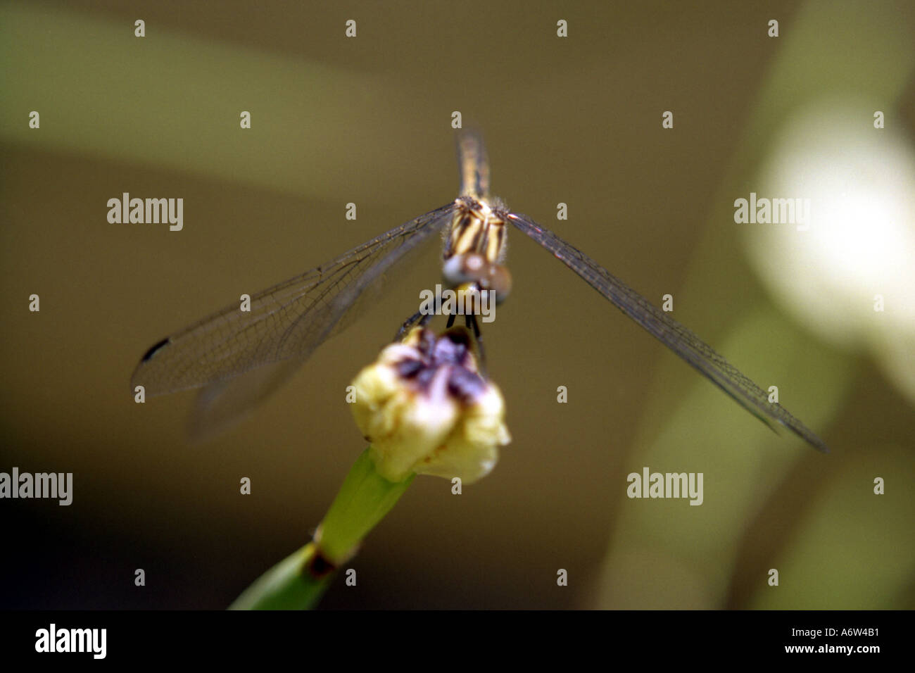 Libelle sitzt auf einem gelben wild iris Stockfoto