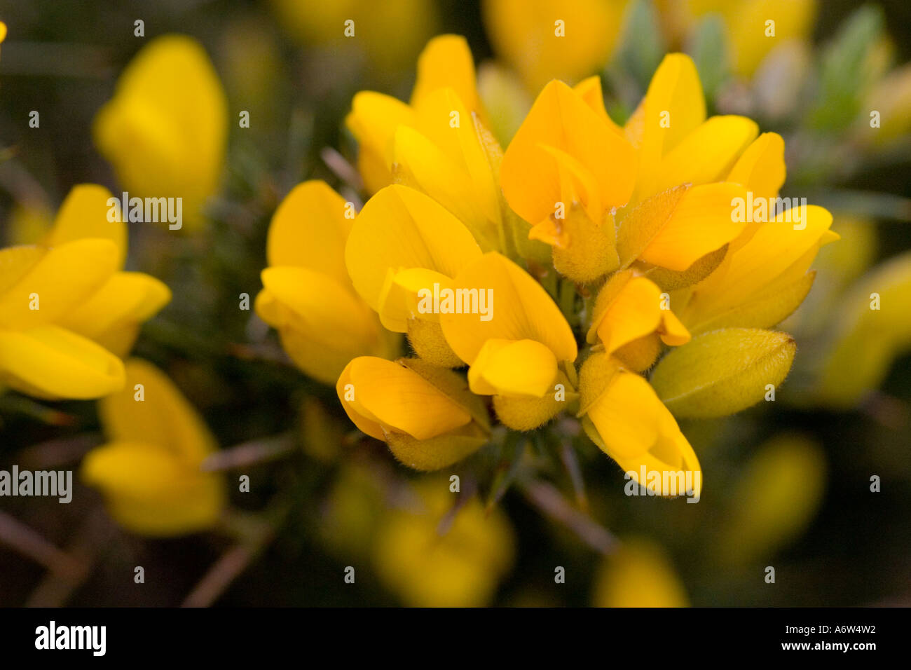 Stechginster (Ulex Europaeus) Stockfoto