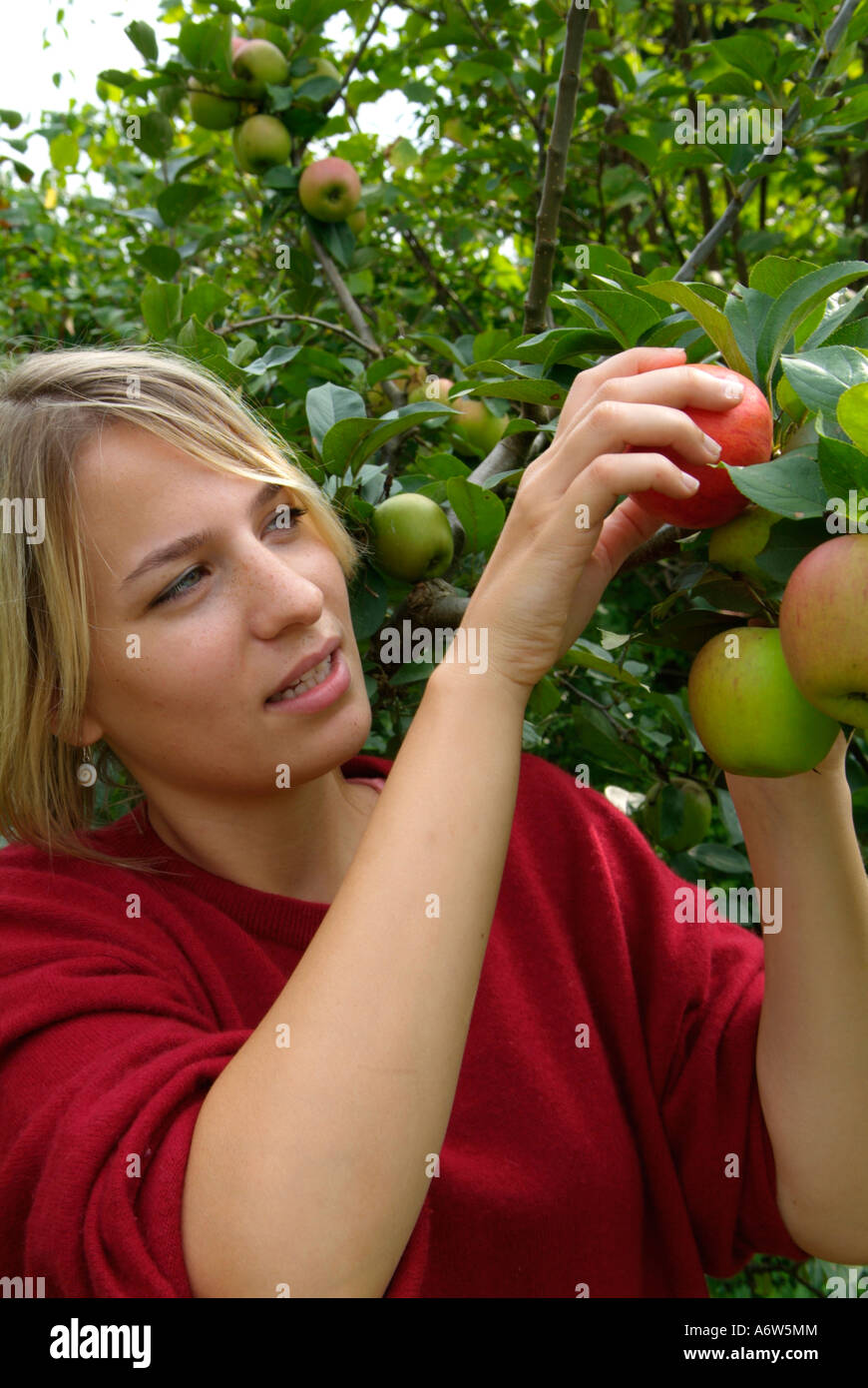 Junge Frau pflücken Äpfel, Goldpamaene Malus domesticus Stockfoto