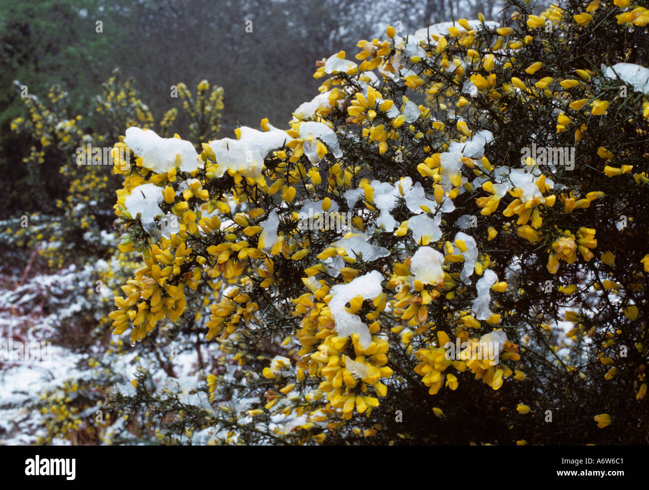 Ginster Ulex Europaeus Blüte im Winterschnee auf Kelling Heath Nature reserve Norfolk Stockfoto