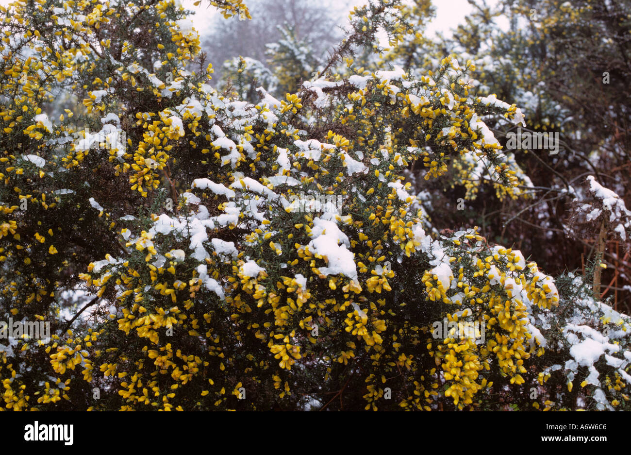 Ginster Ulex Europaeus Blüte im Winterschnee auf Kelling Heath Nature reserve Norfolk Stockfoto