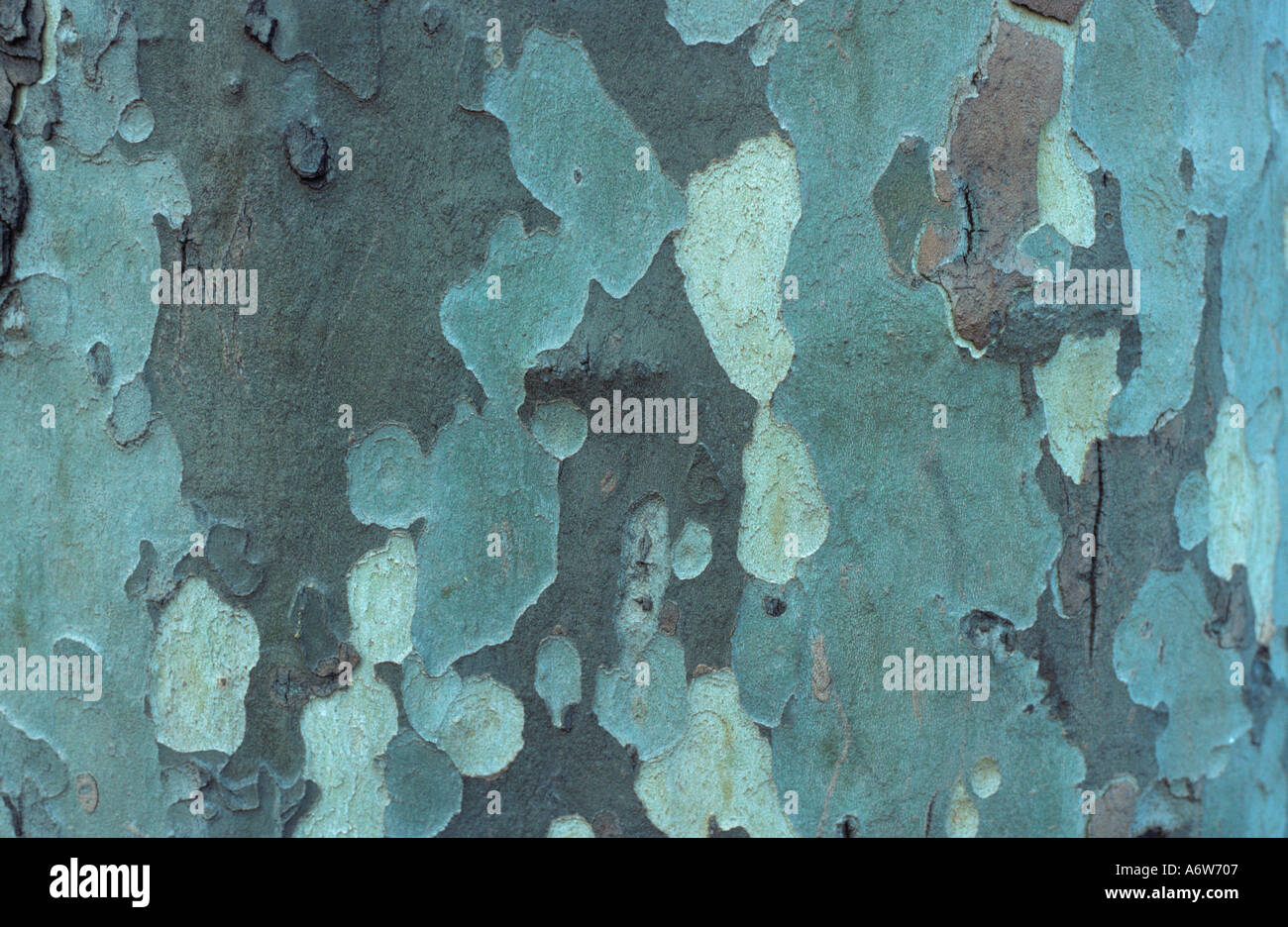 London Plane Tree x Piatanus hispanicus Stockfoto